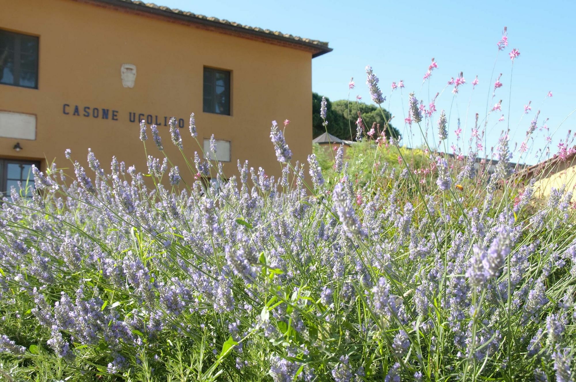 Casone Ugolino Casa de hóspedes Donoratico Exterior foto
